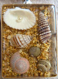 Necklace w/ sea shells