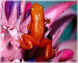 Beaded Climbing Frog Ornaments