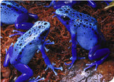Beaded Climbing Frog Ornaments